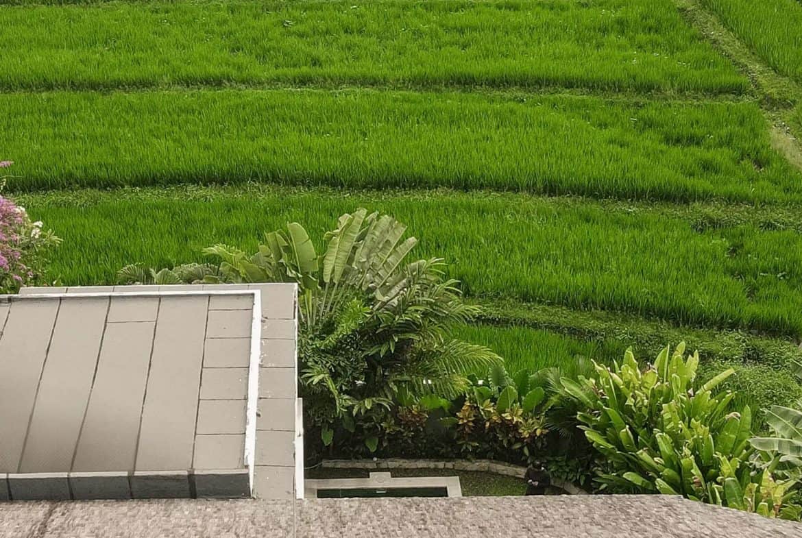 5-bedroom leasehold villa in Canggu — photo 5 of 5